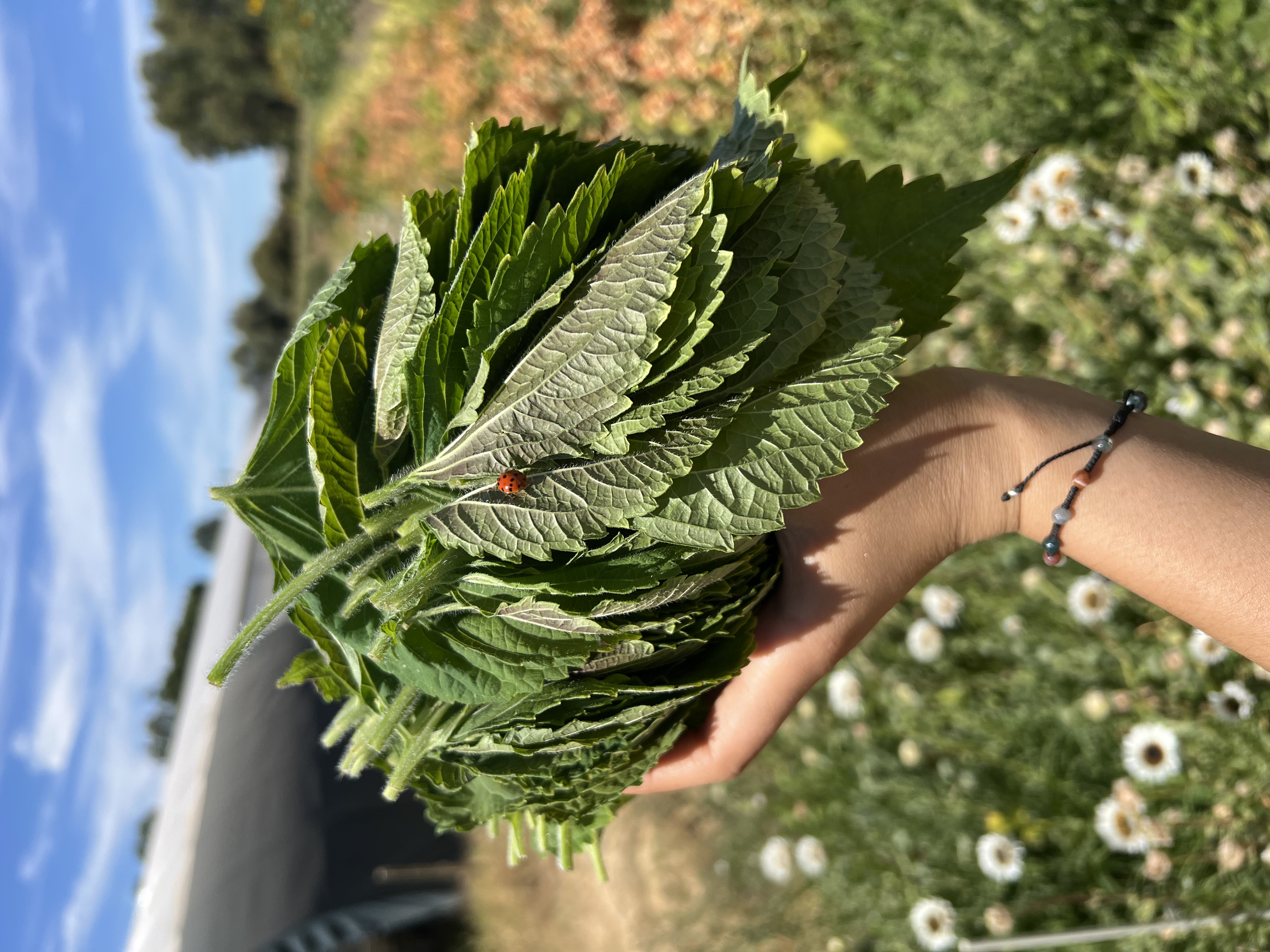 Perilla
