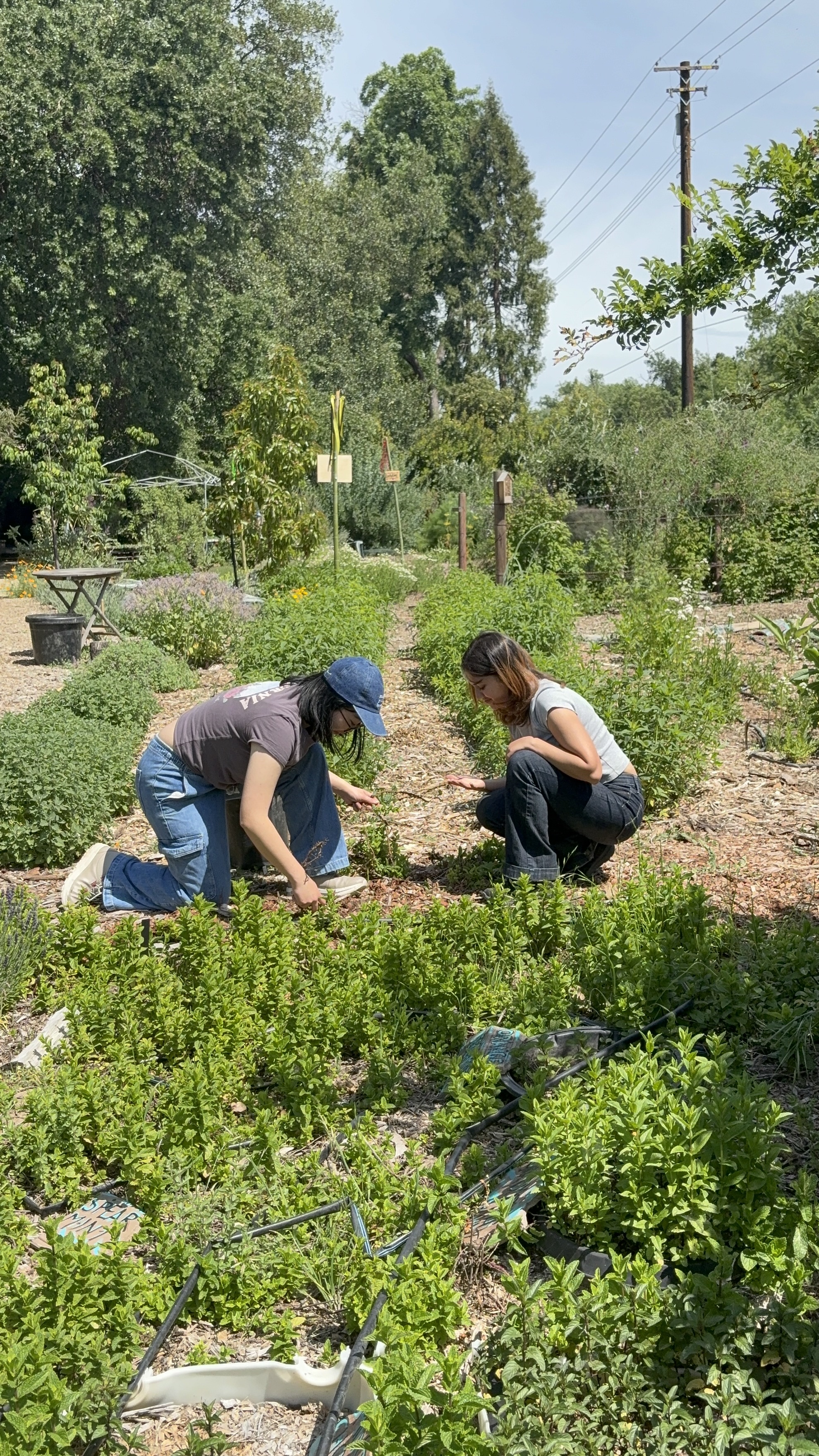 Nicole and Emily picking mint