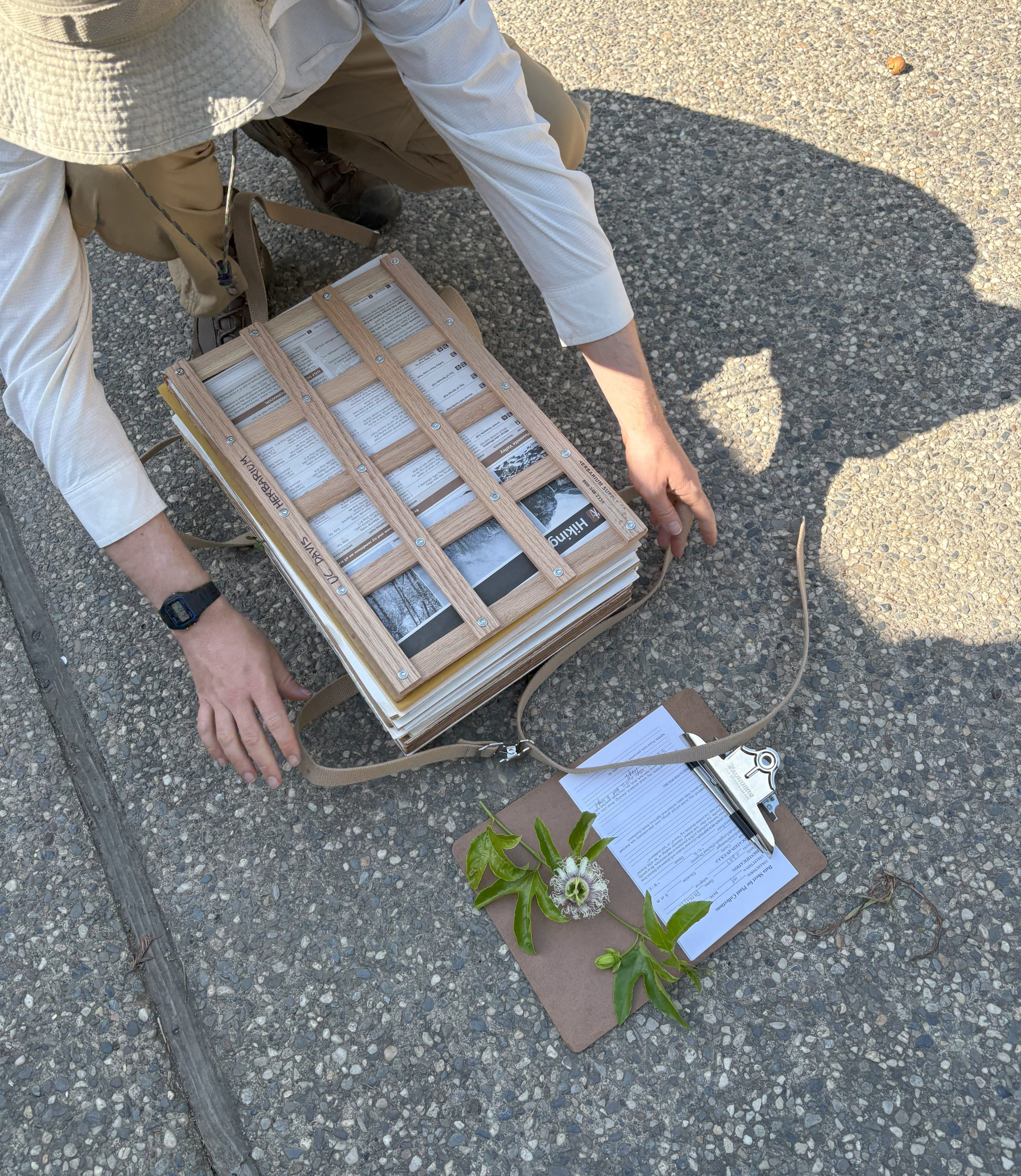 Will getting sample of passionfruit flower