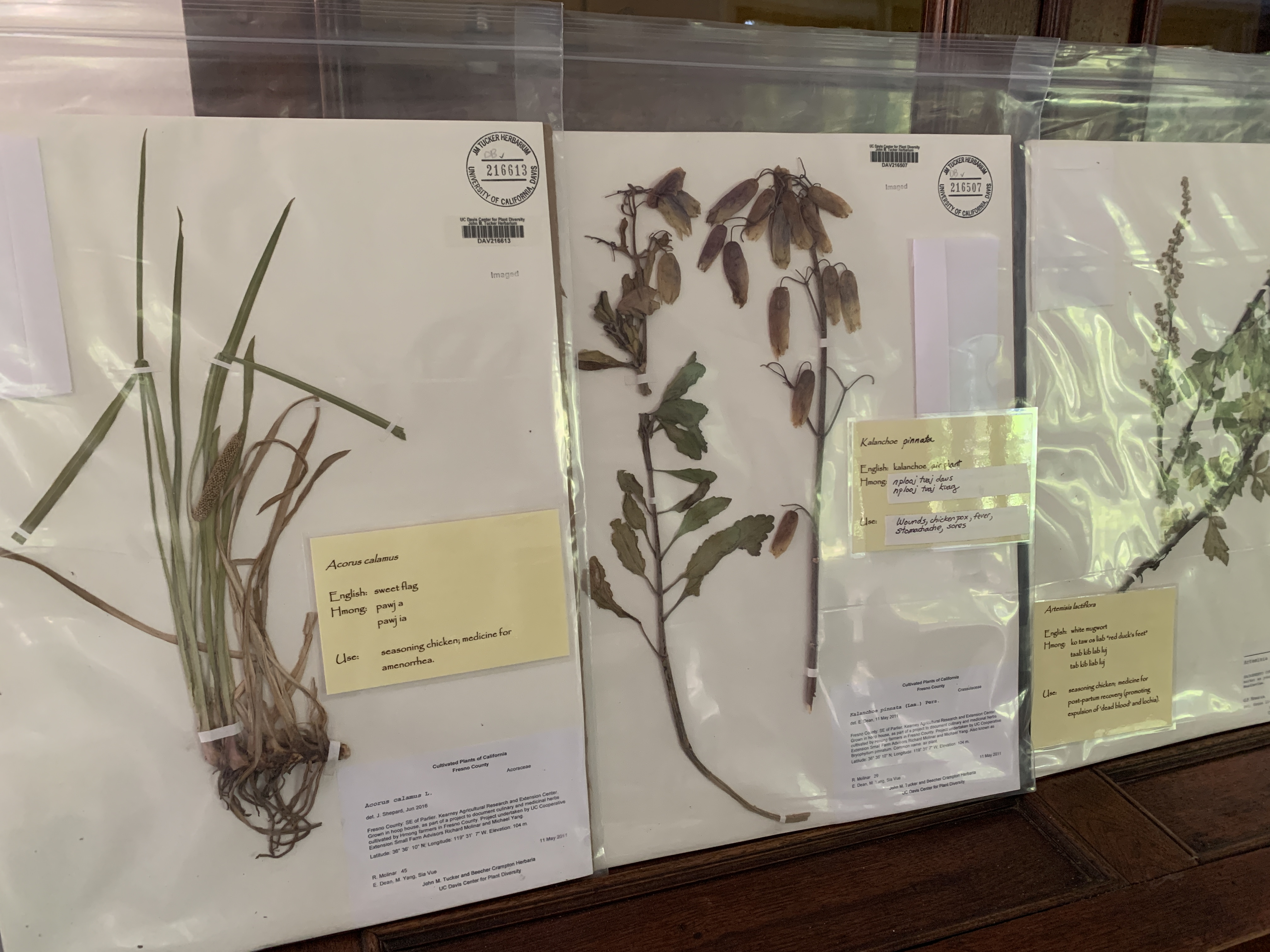 Plant vouchers made of Hmong herbs