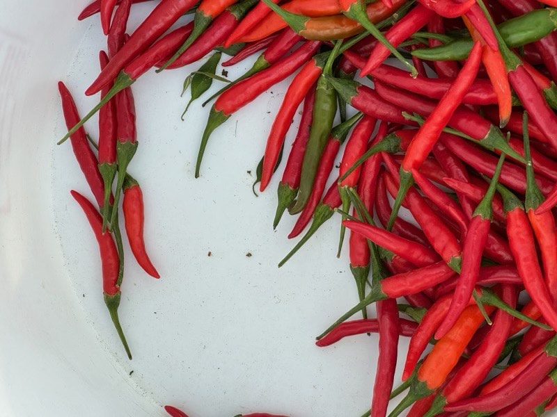 Thai chili peppers Photo courtesy of Emma Nguyen