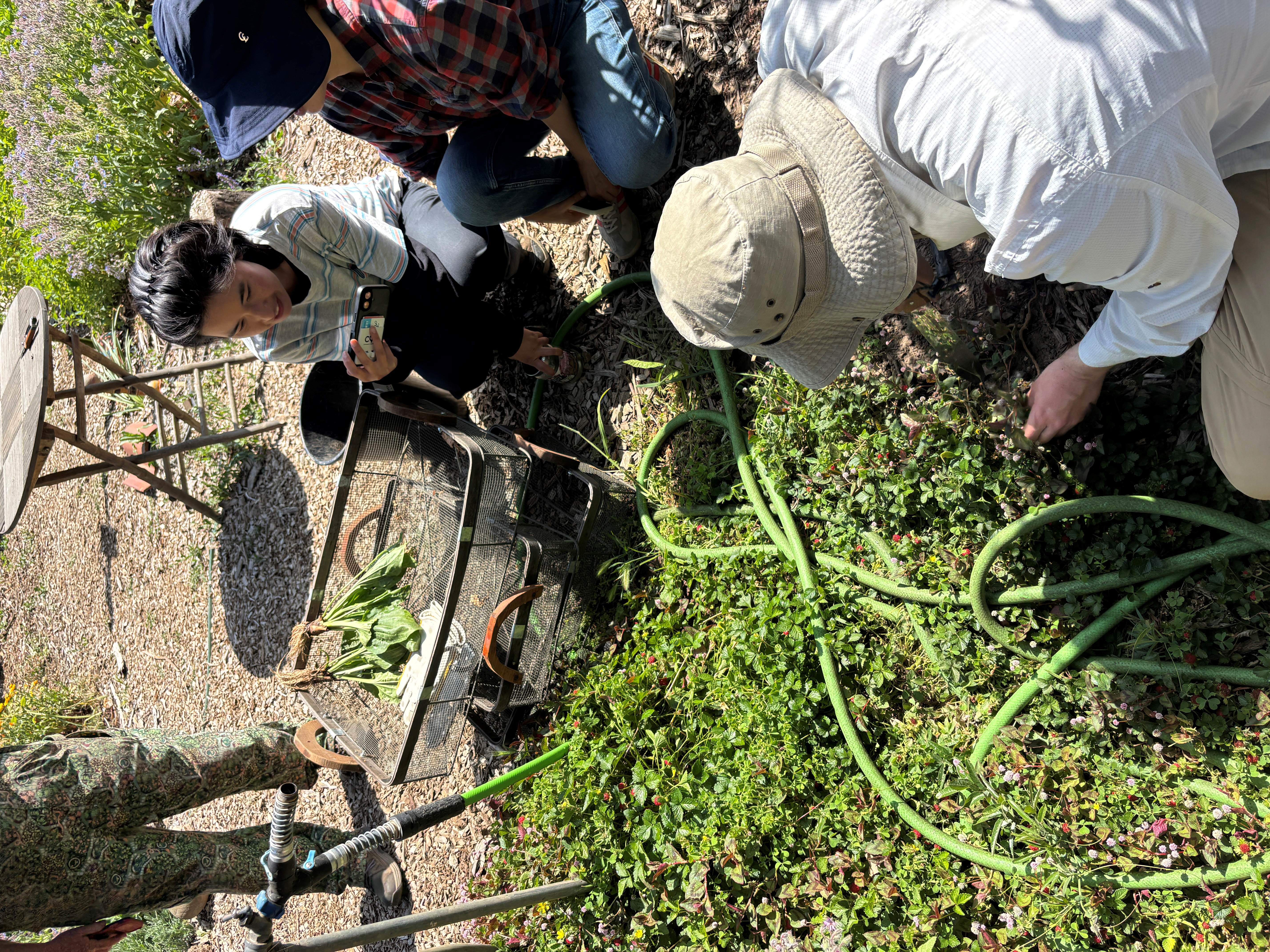 Team watching plant sample get pulled