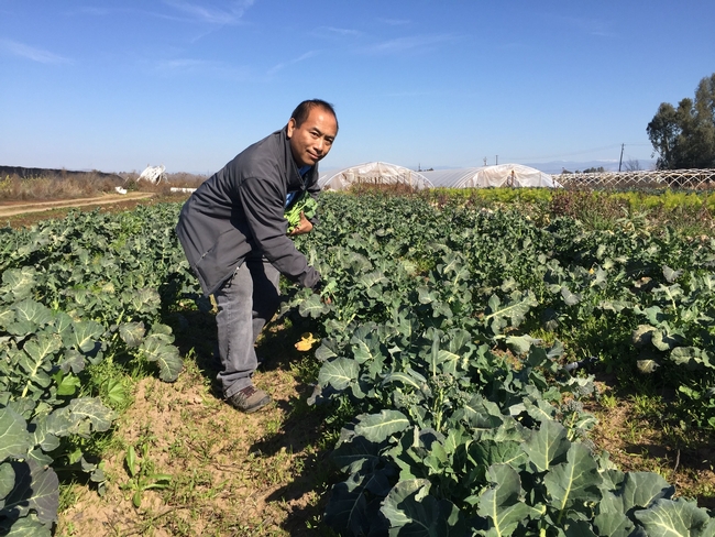Michael Yang examines green broccoli rabe in a field.