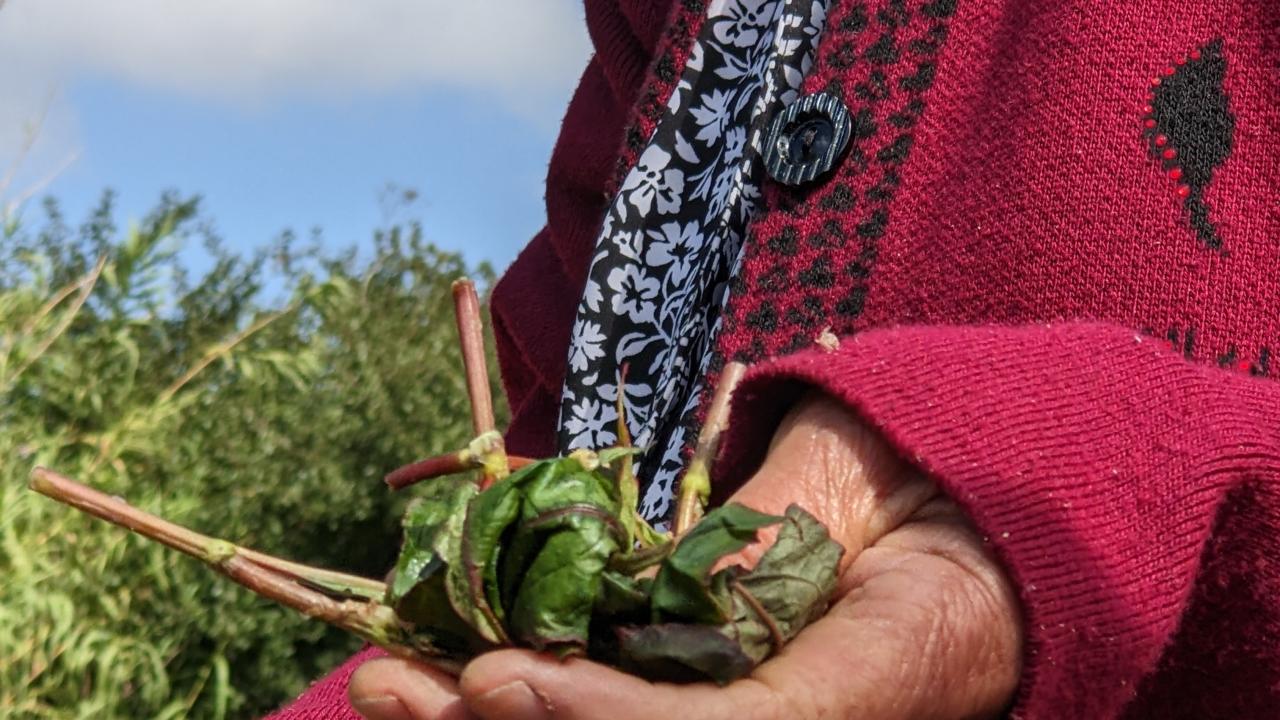 Mao holding crushed plant to show how it is used herbally