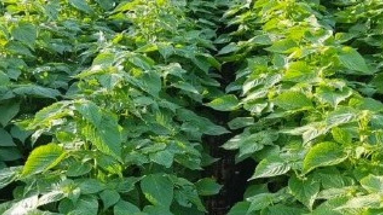 Crops in a field