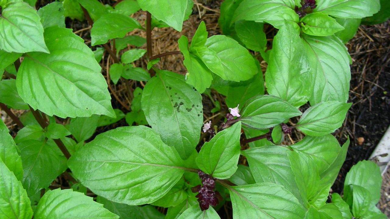 Thai Basil green leaves