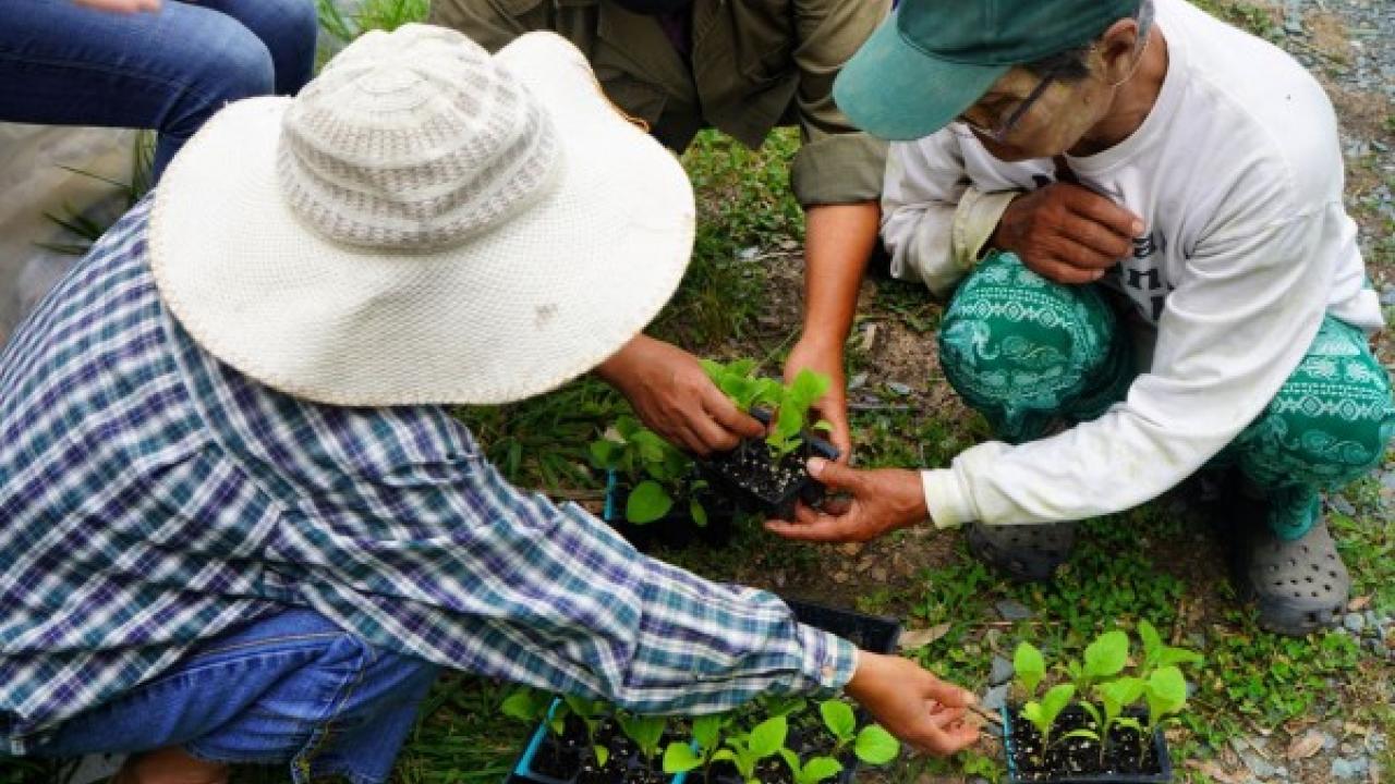 Farmers transplanting crops