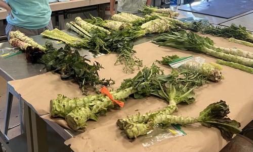 Celtuce