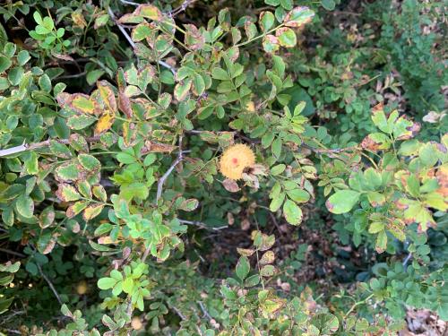Photo of a Chinese chestnut plant