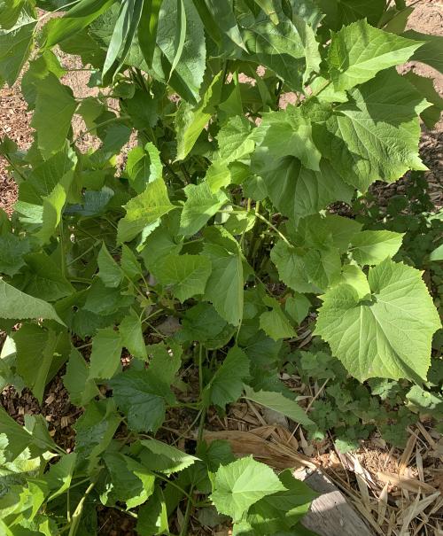 Photo of a plant growing on the ground