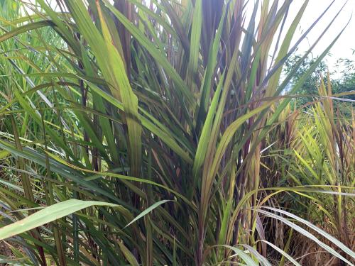 Photo of a tall long plant grown from the ground