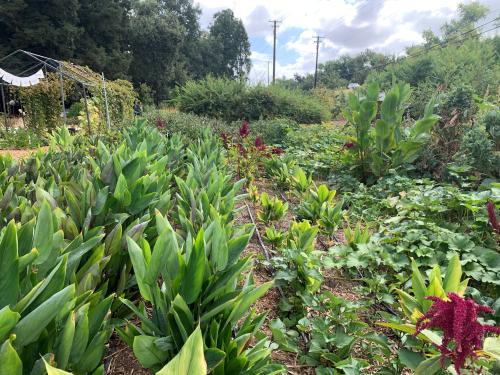 Wide photo of section of the garden including tumeric plants in the ground