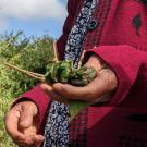 Mao holding crushed plant to show how it is used herbally