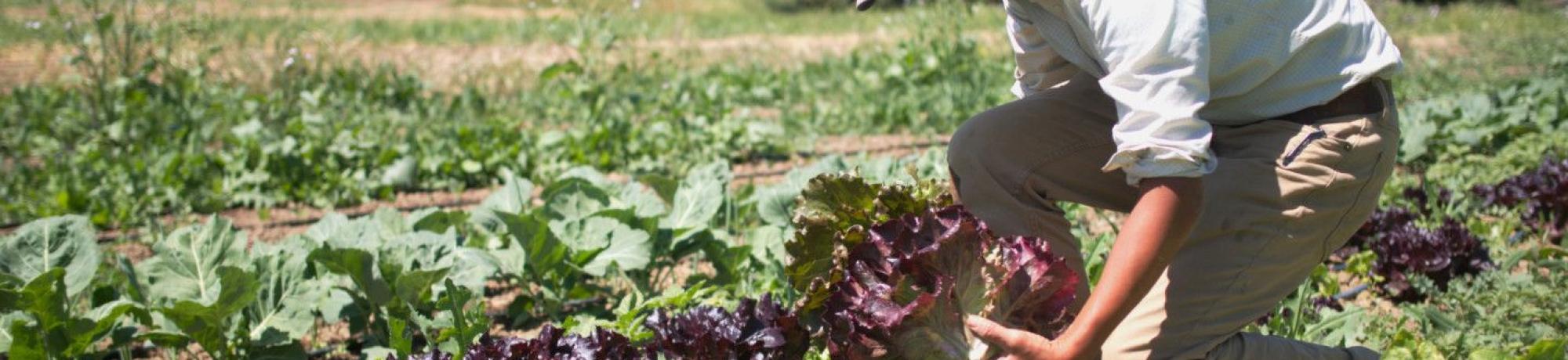 Kristyn Leach, co-organizer of the project at Namu Farm